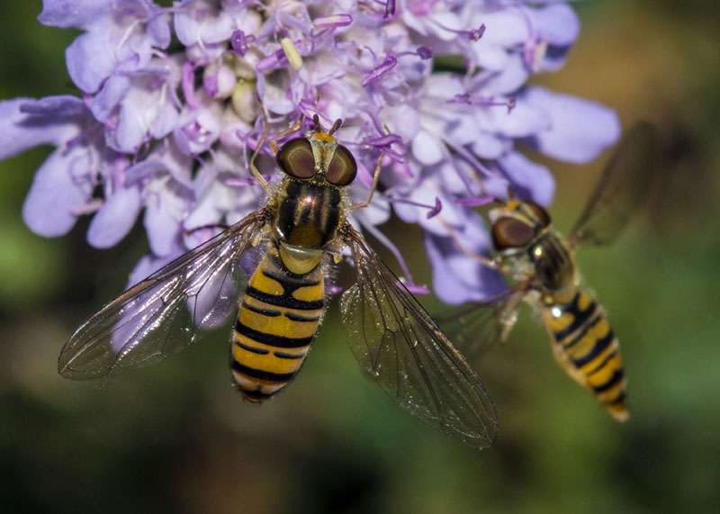 Episyrphus balteatus femmine (Syrphidae)